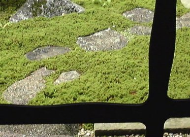 moss from window