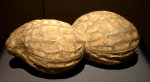Ceramic Peanut by Sugiura Yasuyoshi
